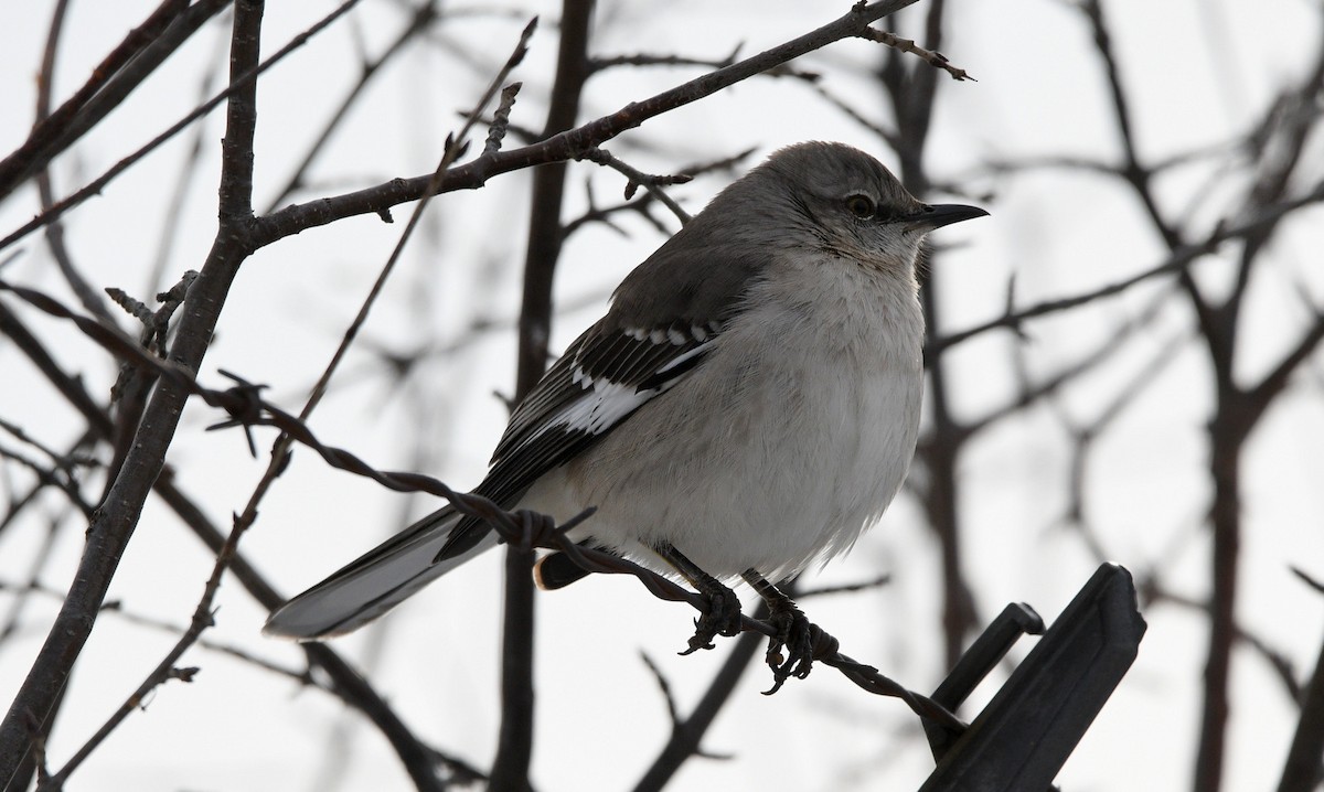 Northern Mockingbird - ML613909990