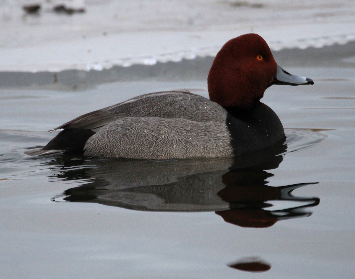 Redhead - ML613909998