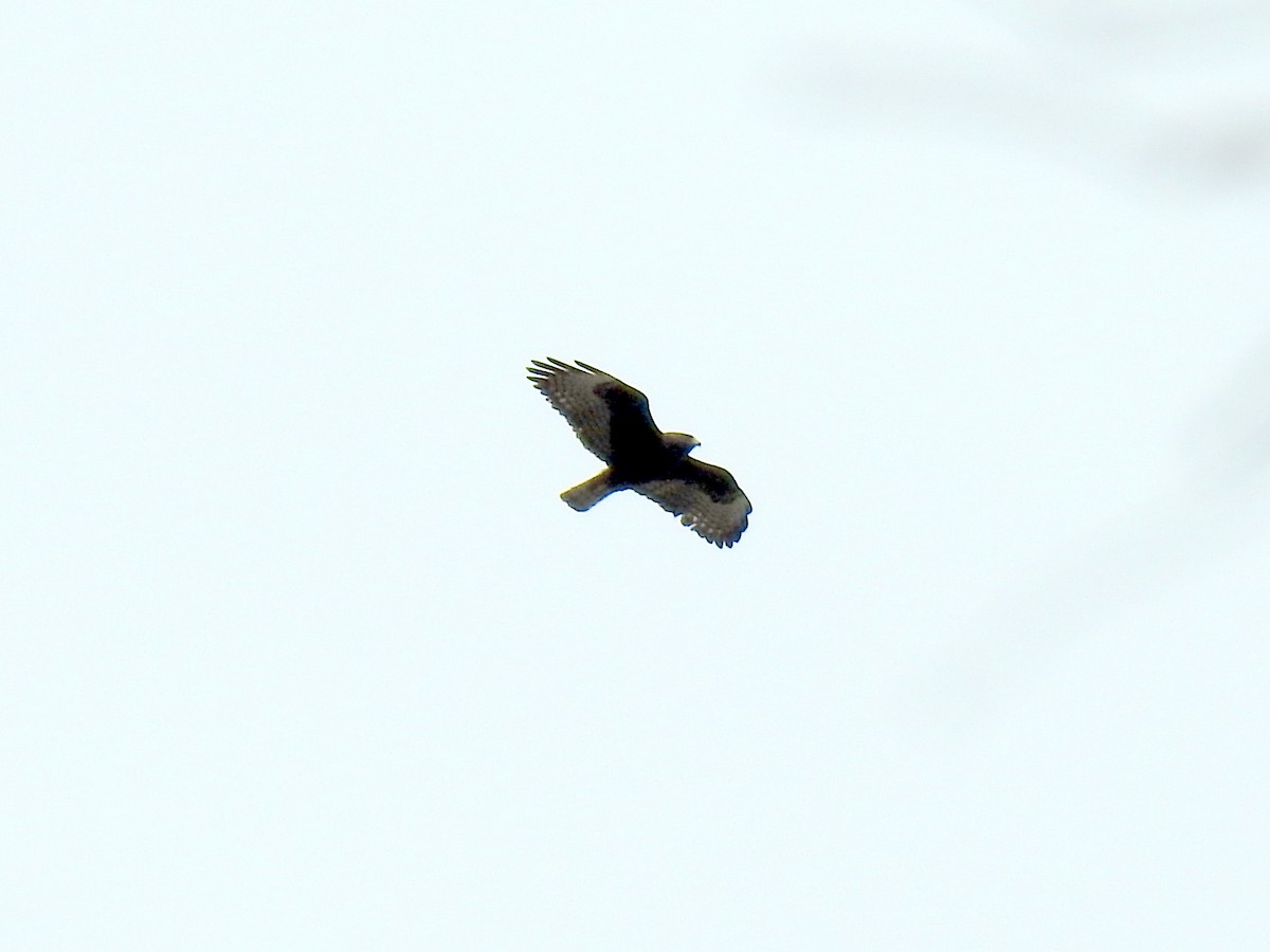 Short-tailed Hawk - Bruce Pickholtz