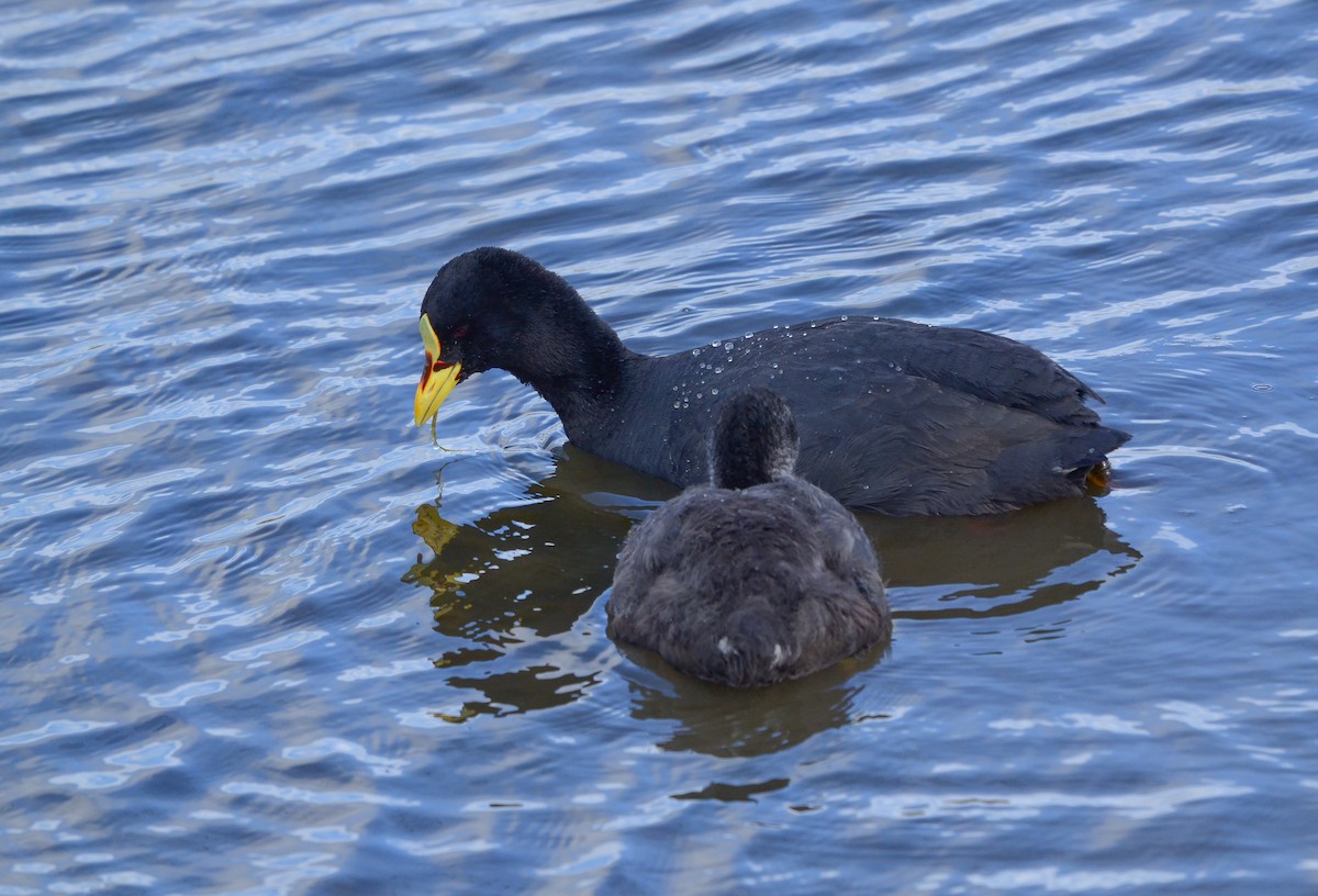 Red-gartered Coot - ML613910073