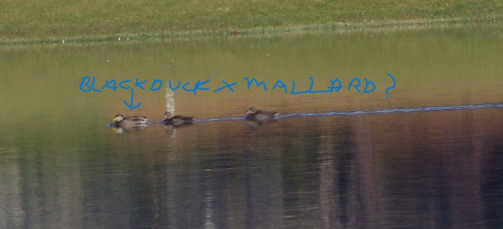 Mallard x American Black Duck (hybrid) - ML613910078