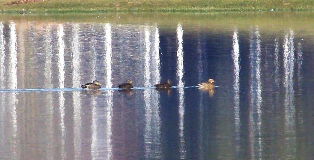 Mallard x American Black Duck (hybrid) - ML613910080