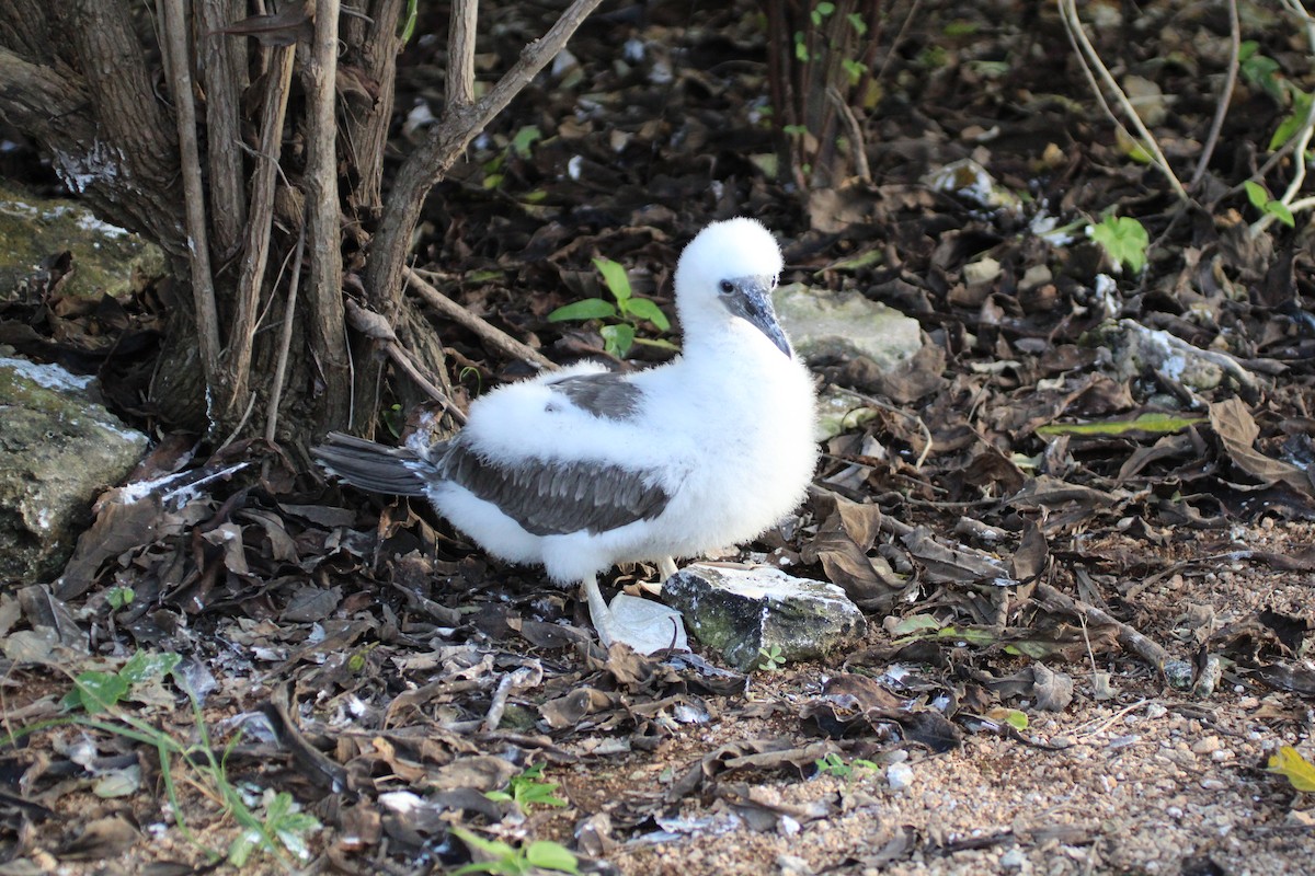 Brown Booby - ML613910083