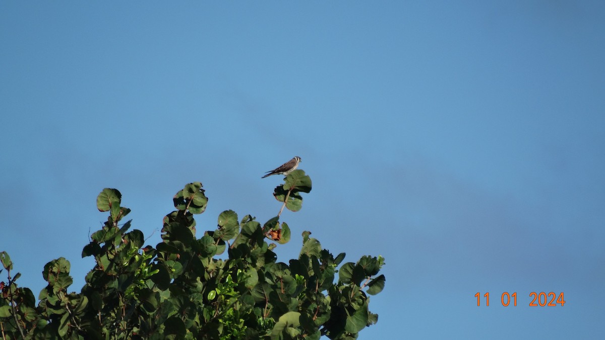 American Kestrel - ML613910091