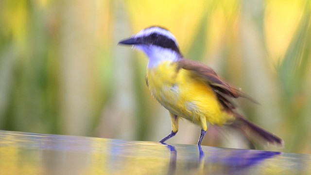 Great Kiskadee - ML613910099