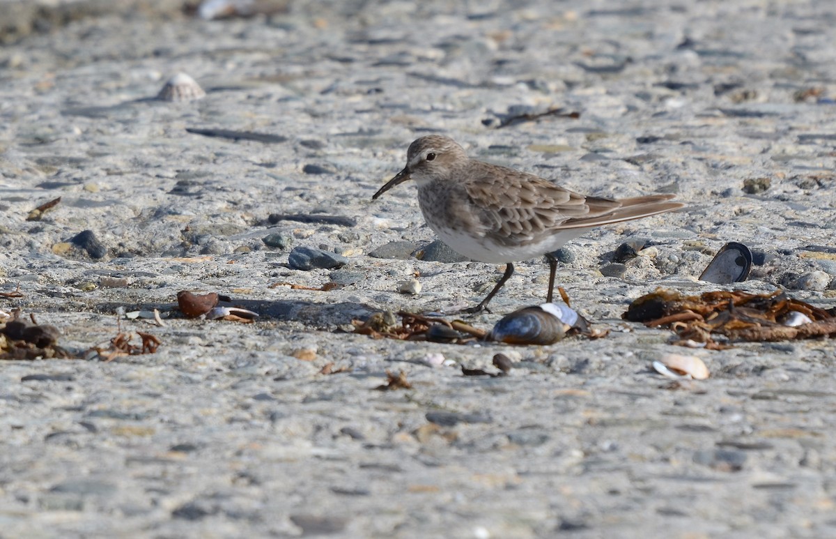 White-rumped Sandpiper - Pablo Gutiérrez Maier