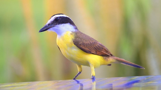 Great Kiskadee - ML613910103