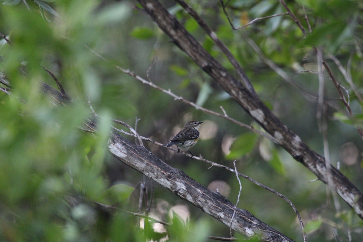 Yellow-rumped Warbler - ML613910106