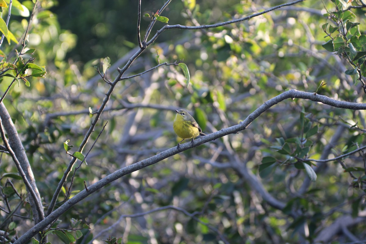 Prairie Warbler - Daniel Germer