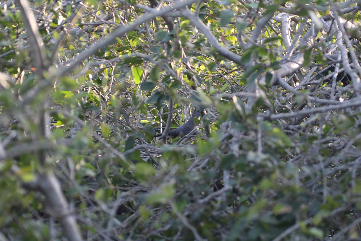 Pájaro Gato Gris - ML613910132