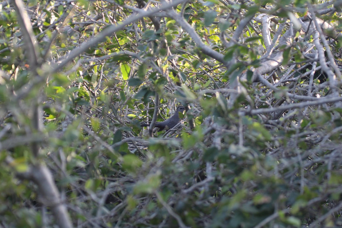 Gray Catbird - ML613910134