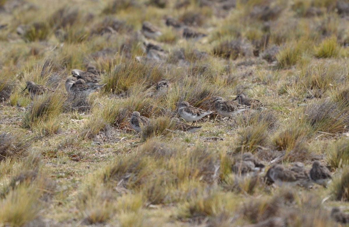 White-rumped Sandpiper - ML613910207