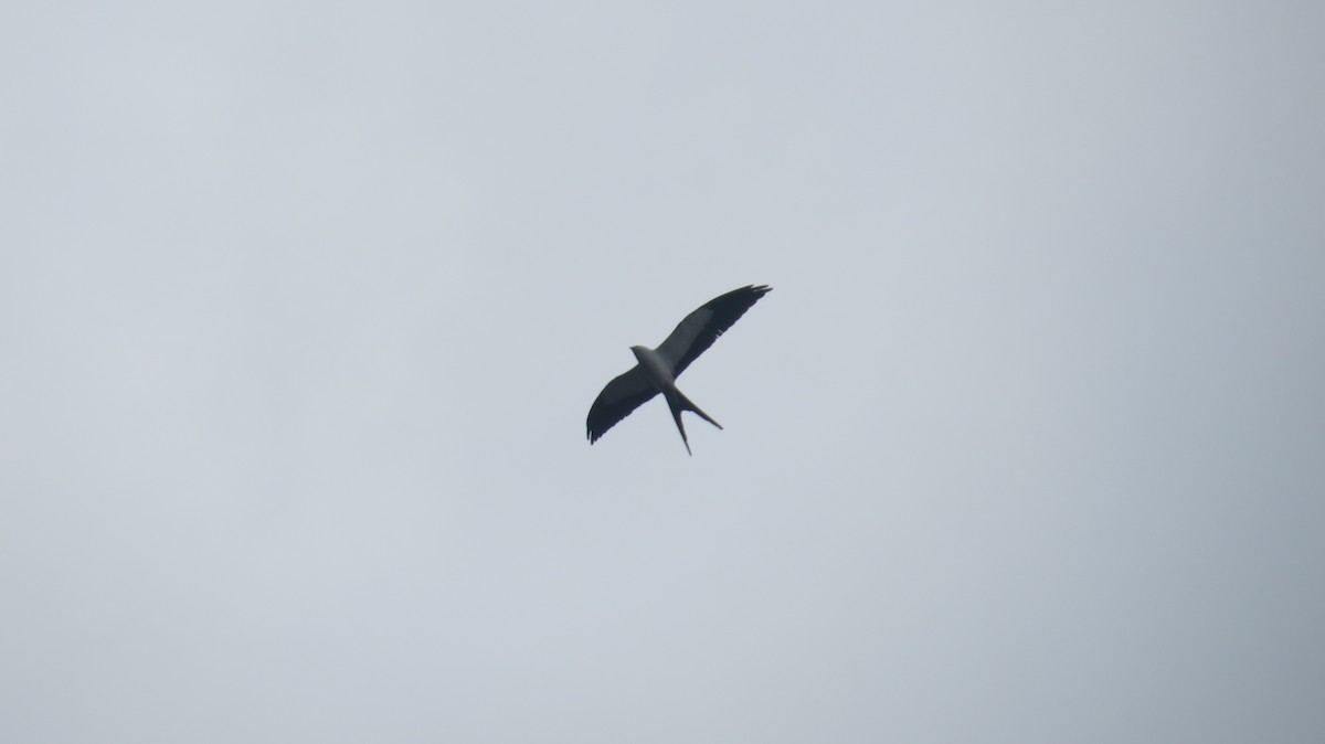 Swallow-tailed Kite - Cade Campbell