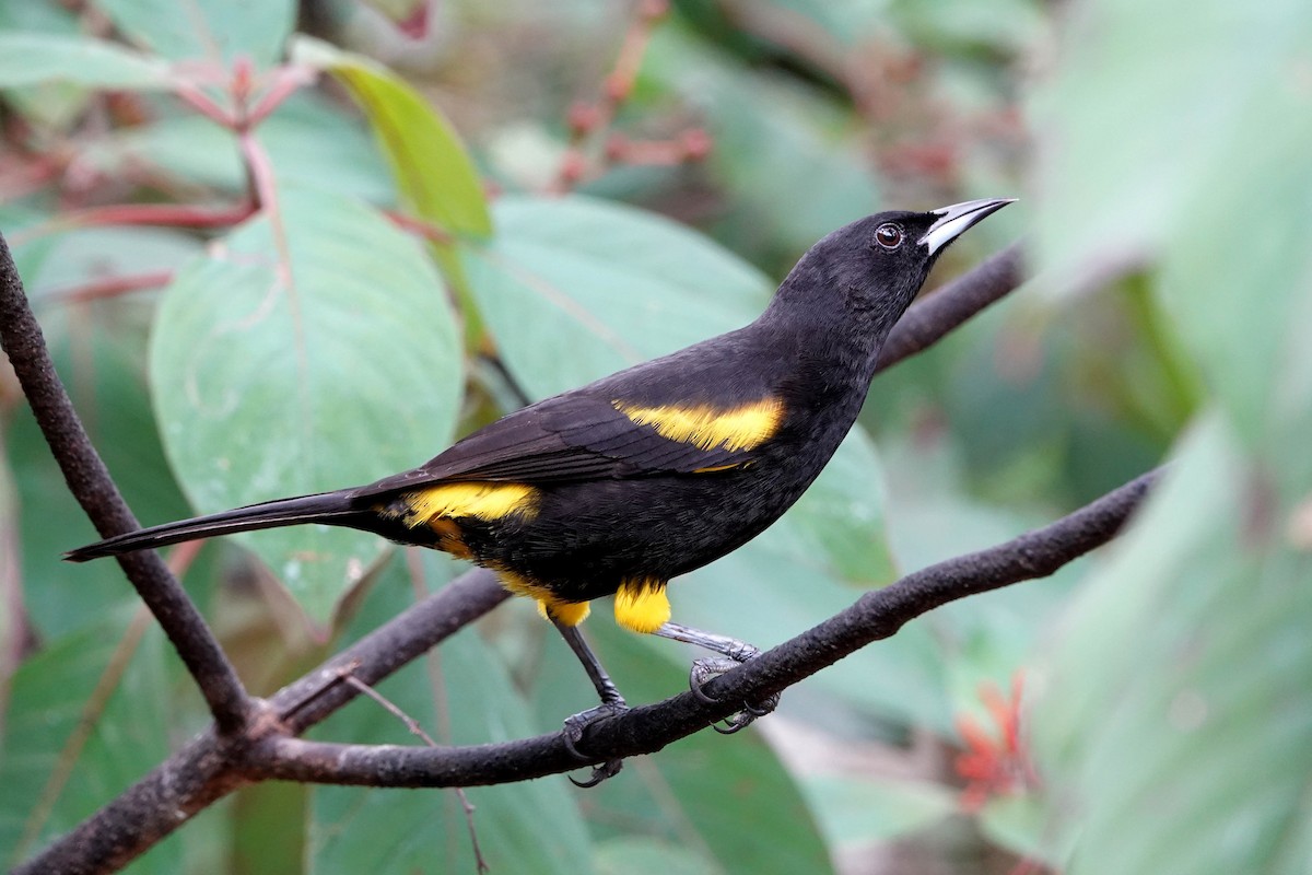 Cuban Oriole - Sergio Tomey