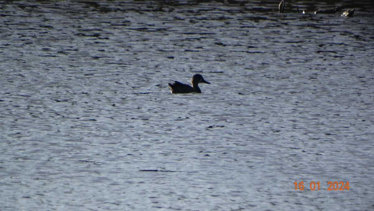 Blue-winged Teal - ML613910288