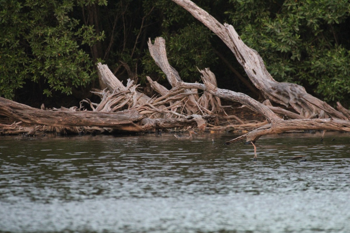 Northern Shoveler - ML613910305