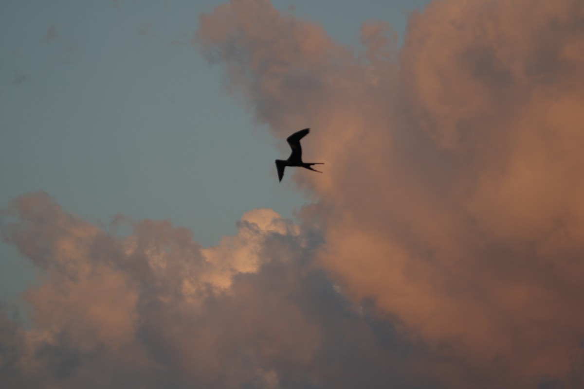 Magnificent Frigatebird - ML613910313