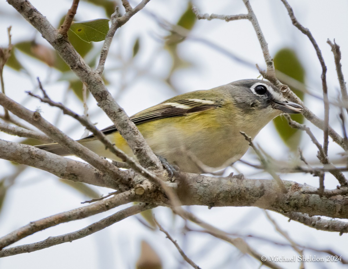 Mavi Başlı Vireo - ML613910314