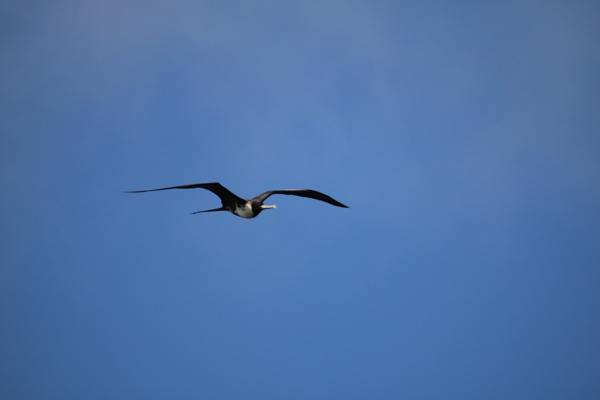 Magnificent Frigatebird - Daniel Germer