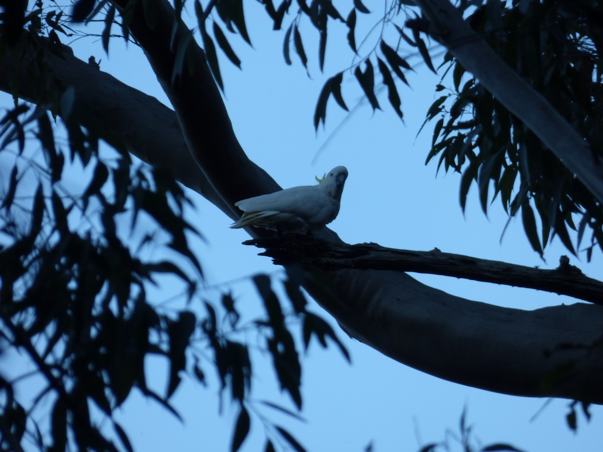 Sulphur-crested Cockatoo - Arnau Pedrocchi