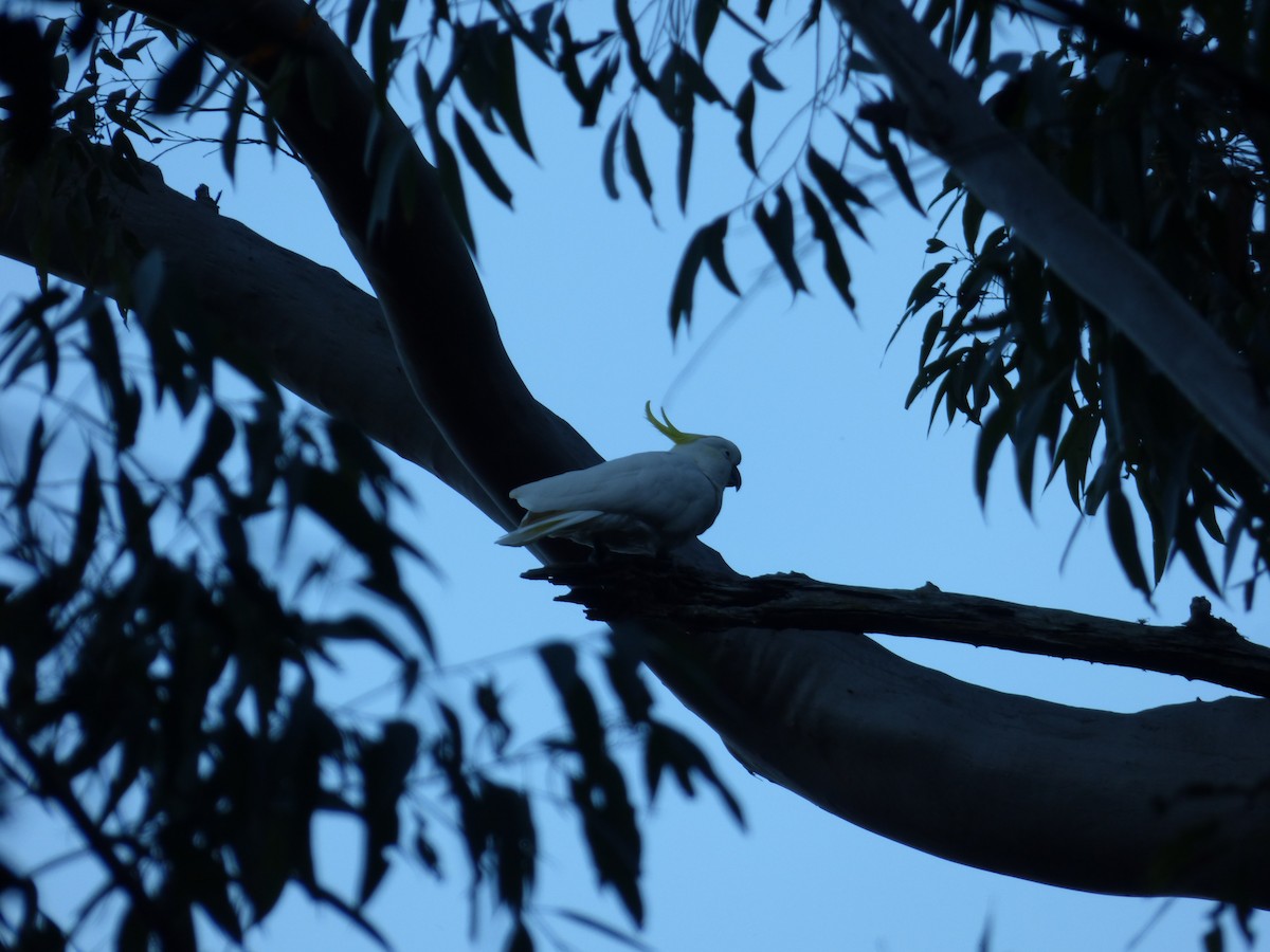 Sulphur-crested Cockatoo - Arnau Pedrocchi