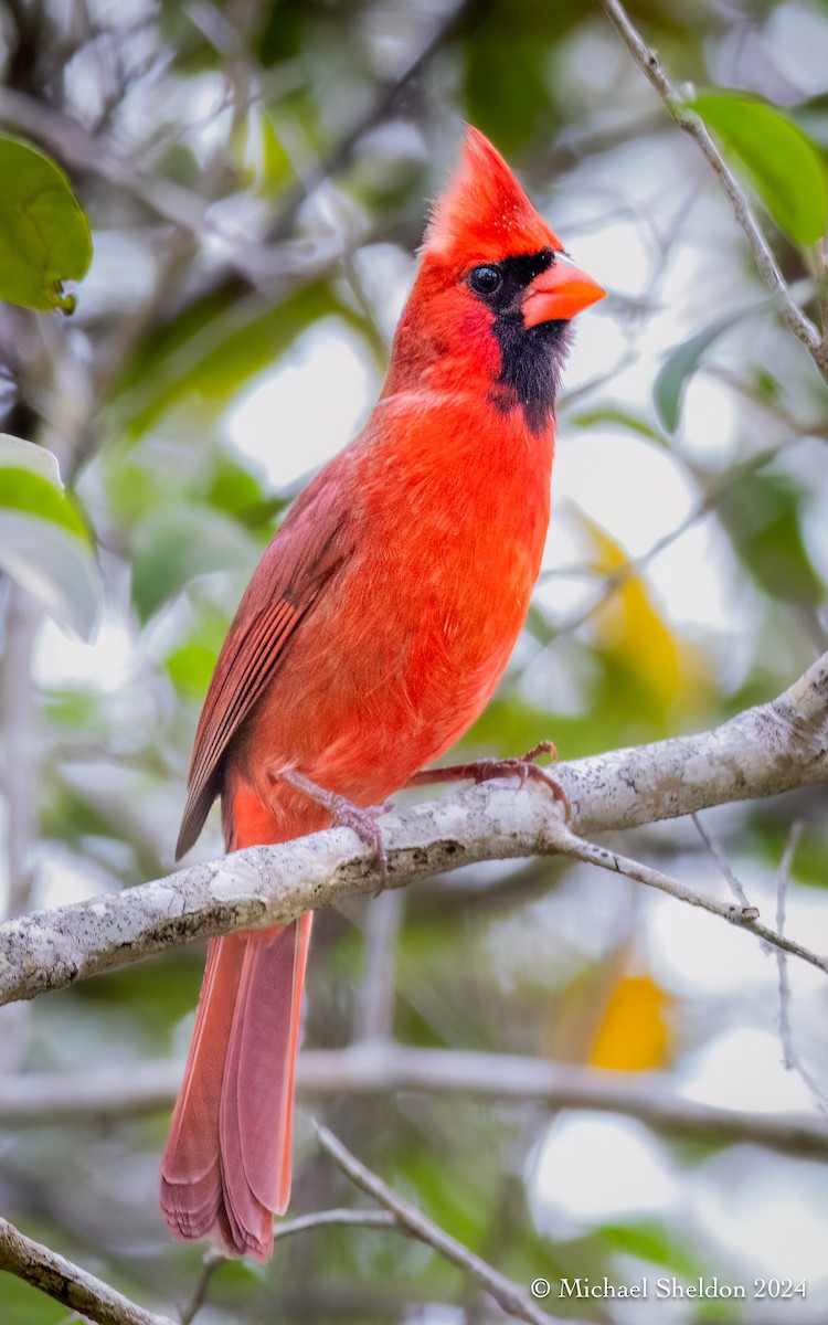 Cardinal rouge - ML613910354