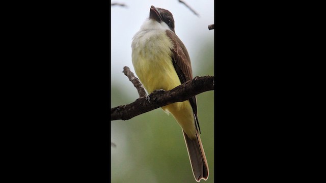 Thick-billed Kingbird - ML613910395