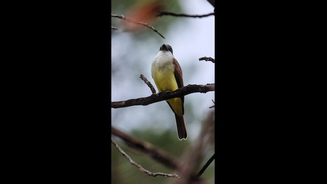 Thick-billed Kingbird - ML613910396