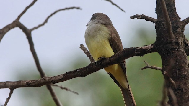 Thick-billed Kingbird - ML613910398