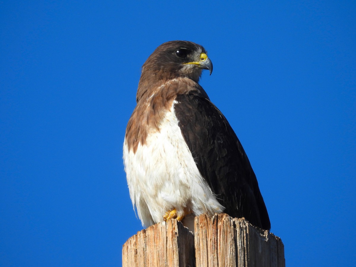 Swainson's Hawk - ML613910425