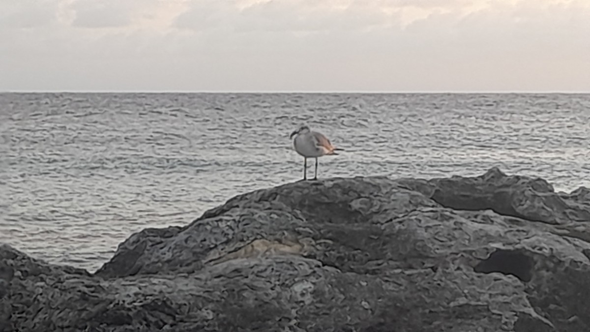 Mouette atricille - ML613910473