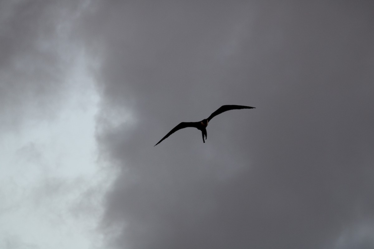 Magnificent Frigatebird - ML613910479