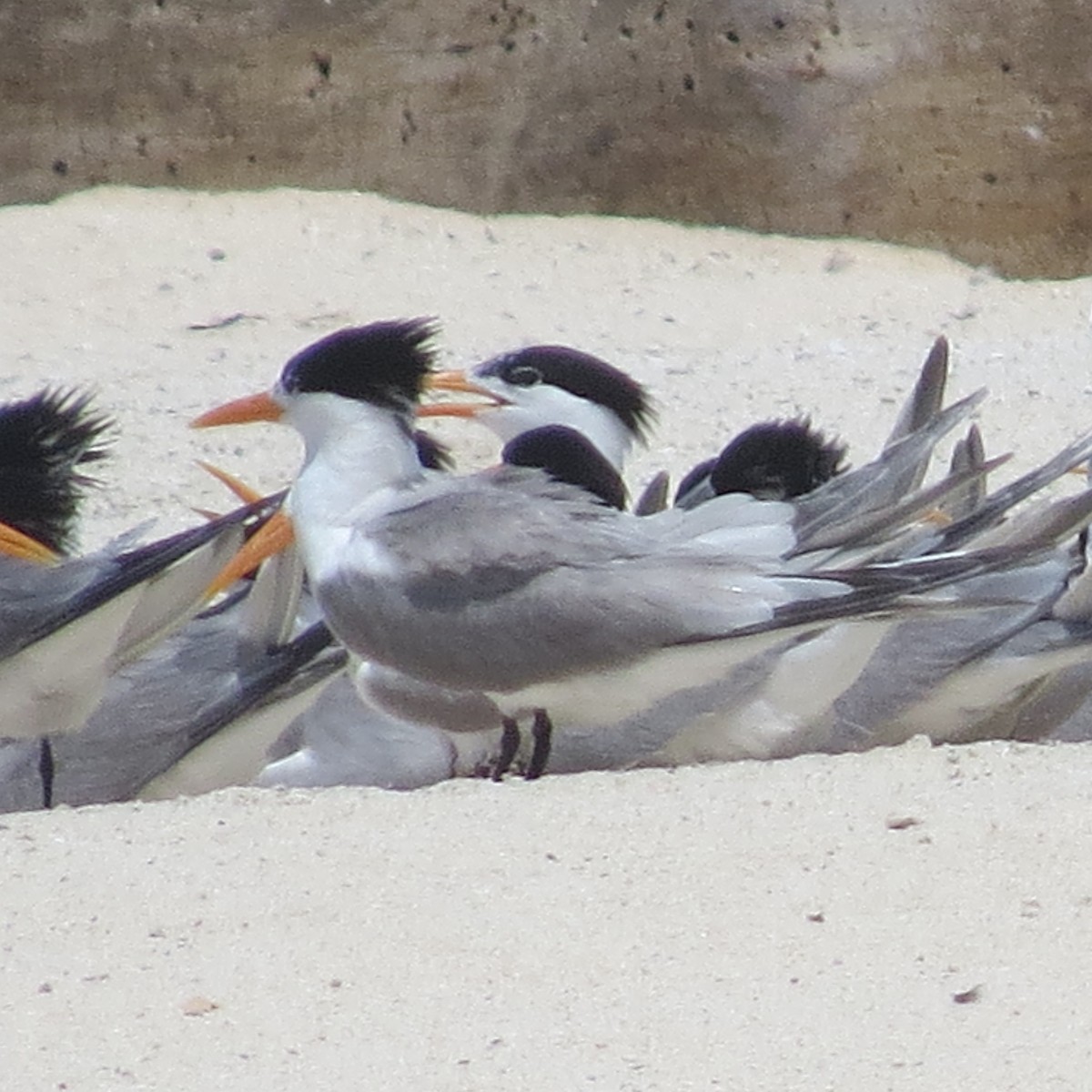 Lesser Crested Tern - Patti Guicheteau