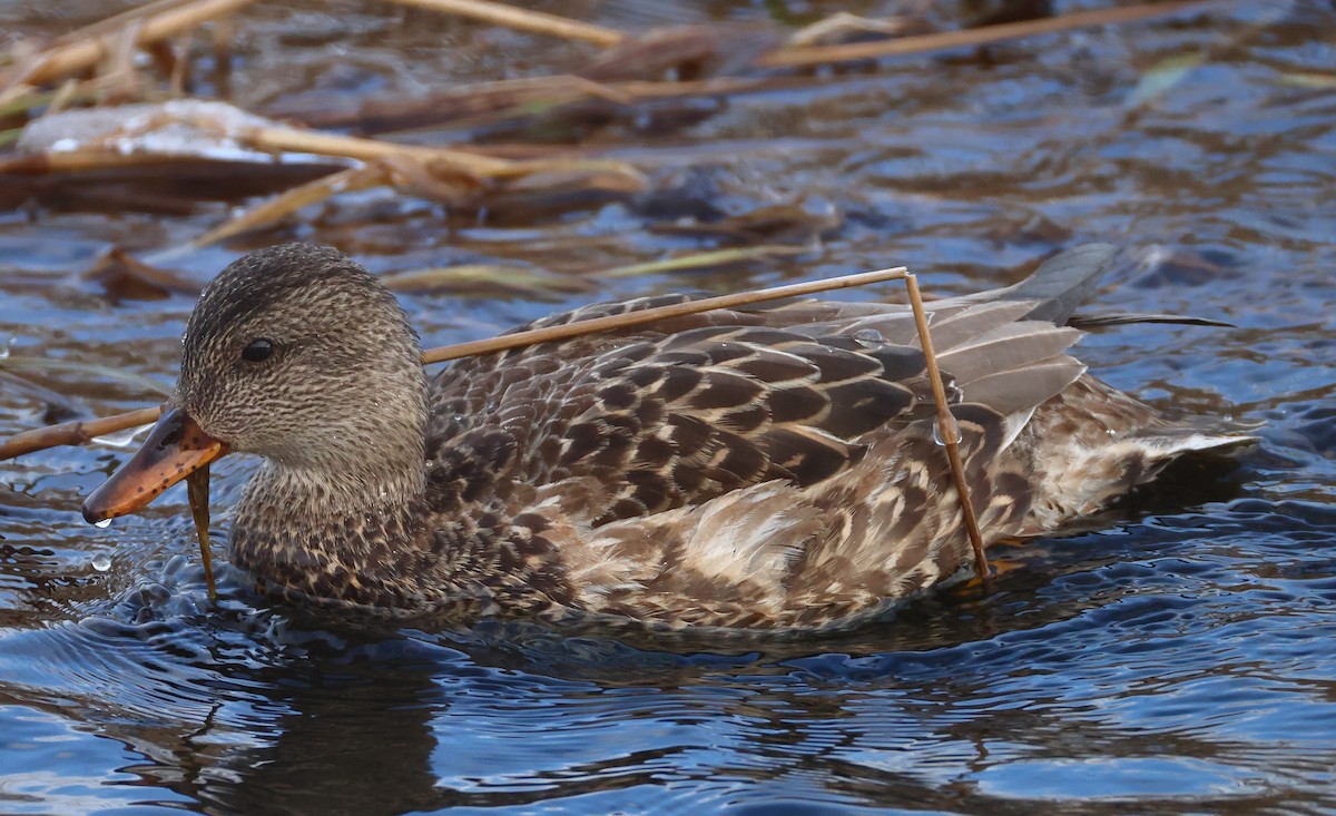 Canard chipeau - ML613910576