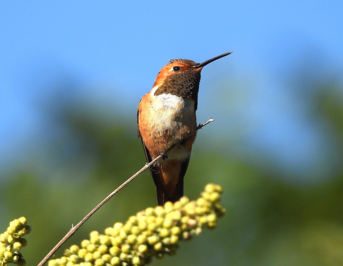 Colibrí Rufo - ML613910600