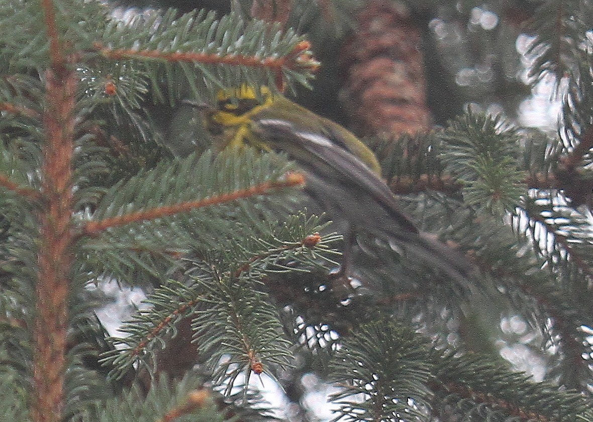 Townsend's Warbler - ML613910602