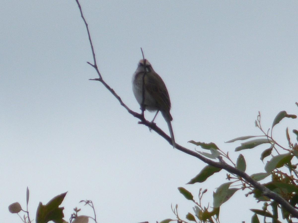 Tawny-crowned Honeyeater - ML613910606