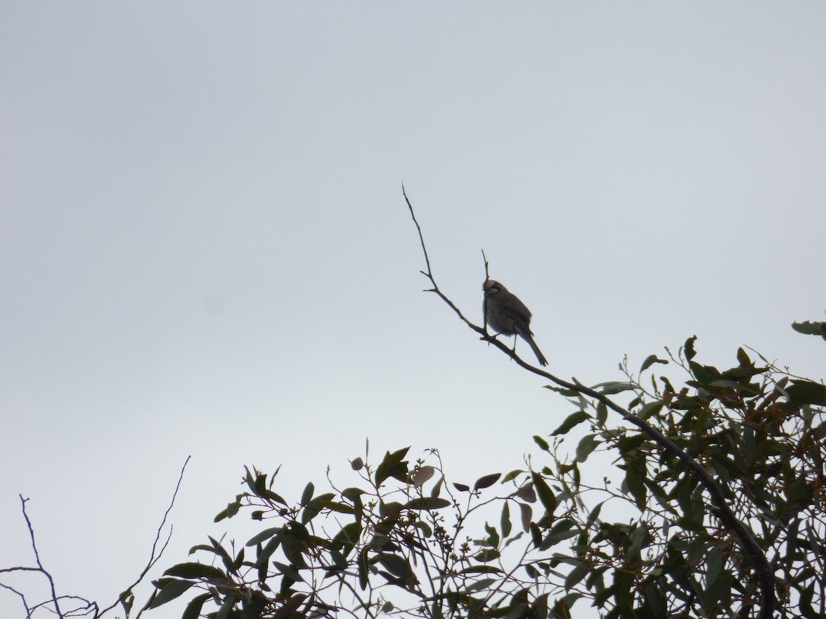 Tawny-crowned Honeyeater - ML613910607