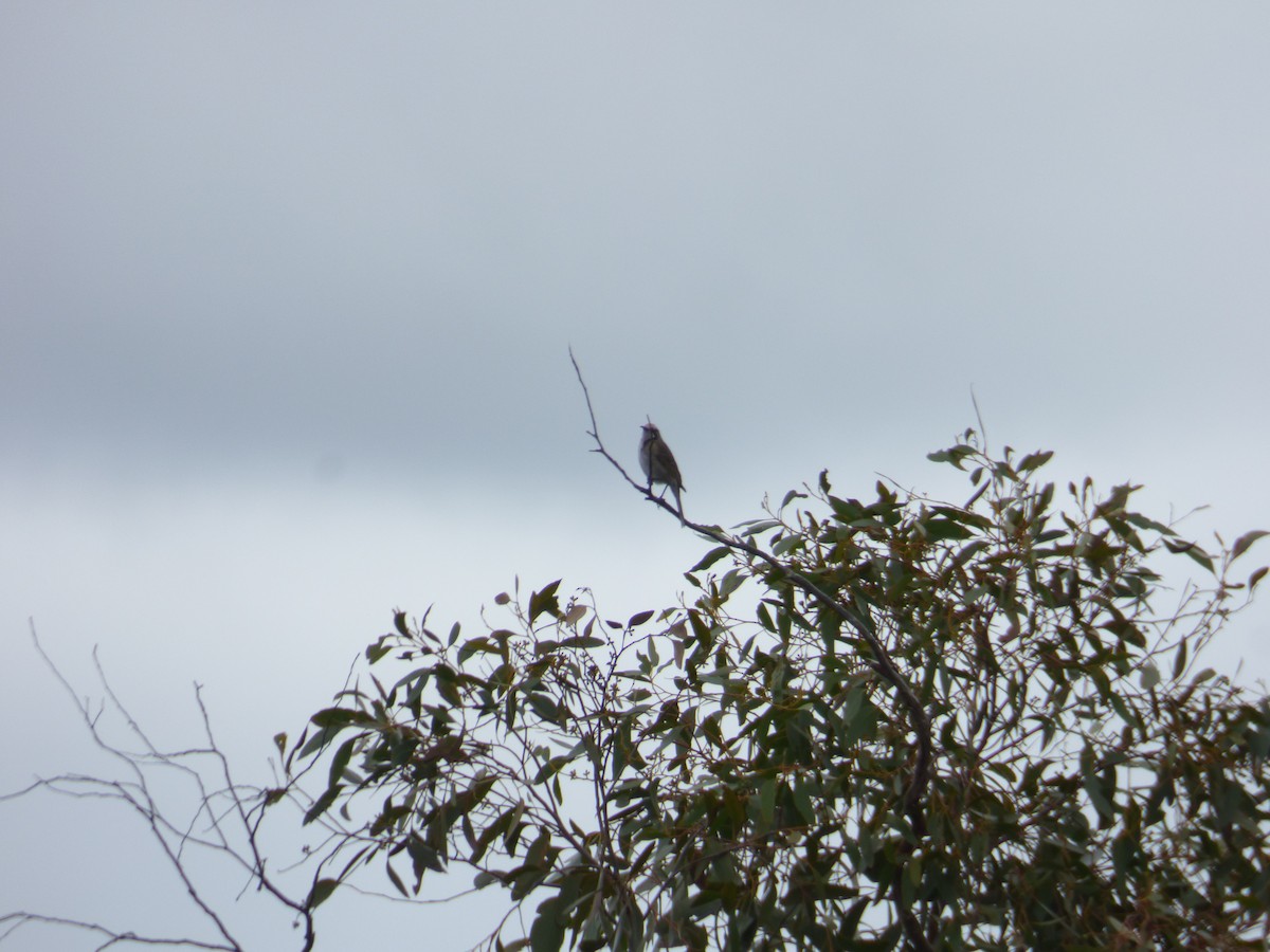 Tawny-crowned Honeyeater - Arnau Pedrocchi