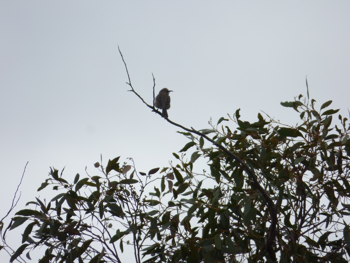 Tawny-crowned Honeyeater - ML613910609