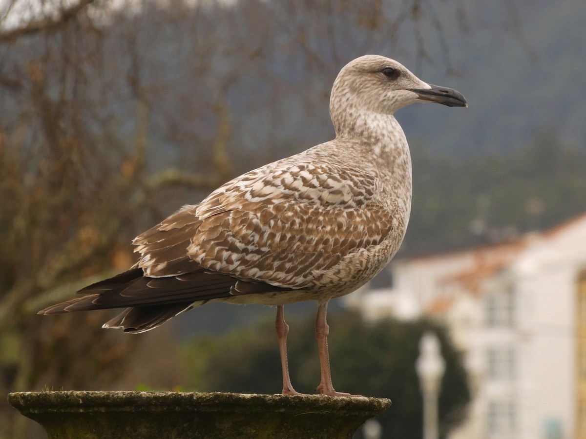 Yellow-legged/Lesser Black-backed Gull - ML613910630