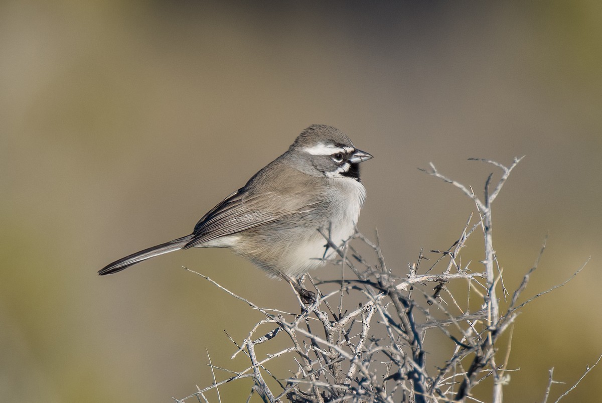 Black-throated Sparrow - ML613910634