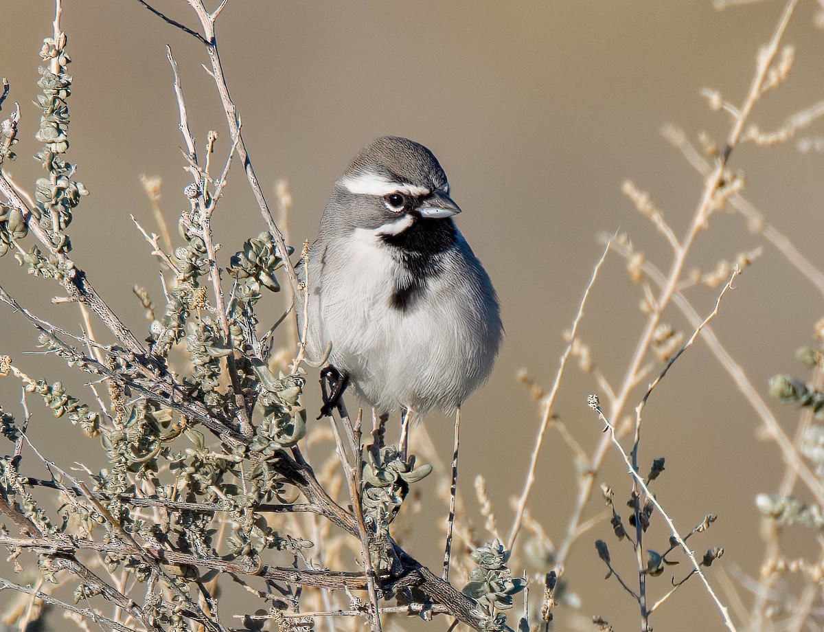 Black-throated Sparrow - ML613910635