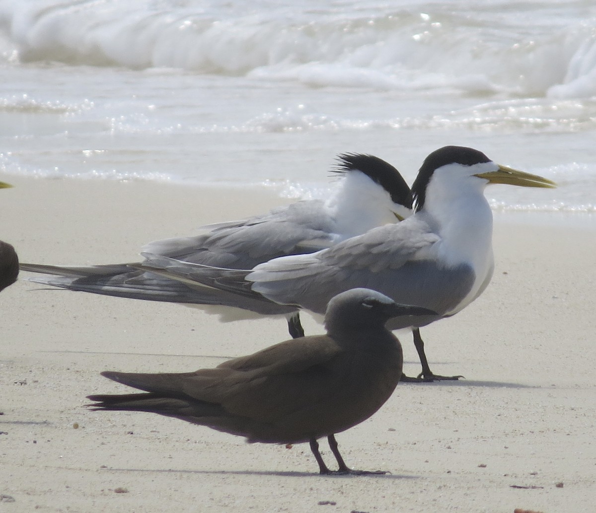 Great Crested Tern - ML613910645