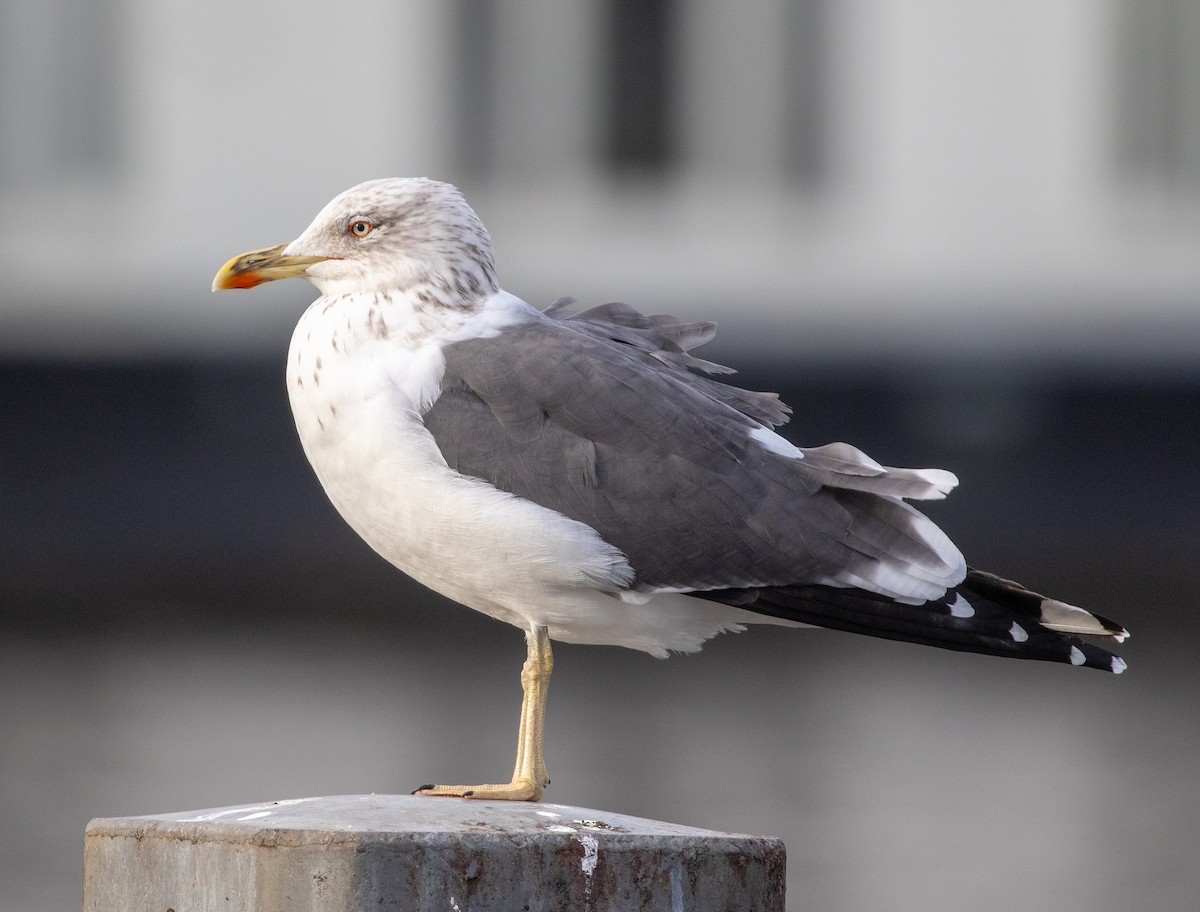 Lesser Black-backed Gull - ML613910663