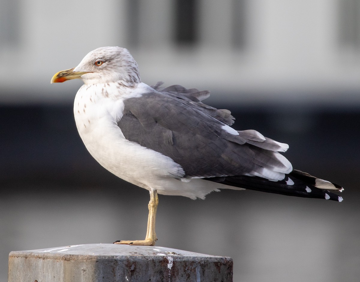 Lesser Black-backed Gull - ML613910674