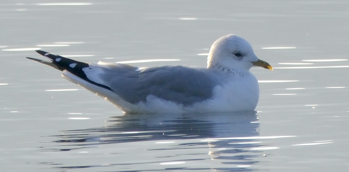 Common Gull - ML613910708