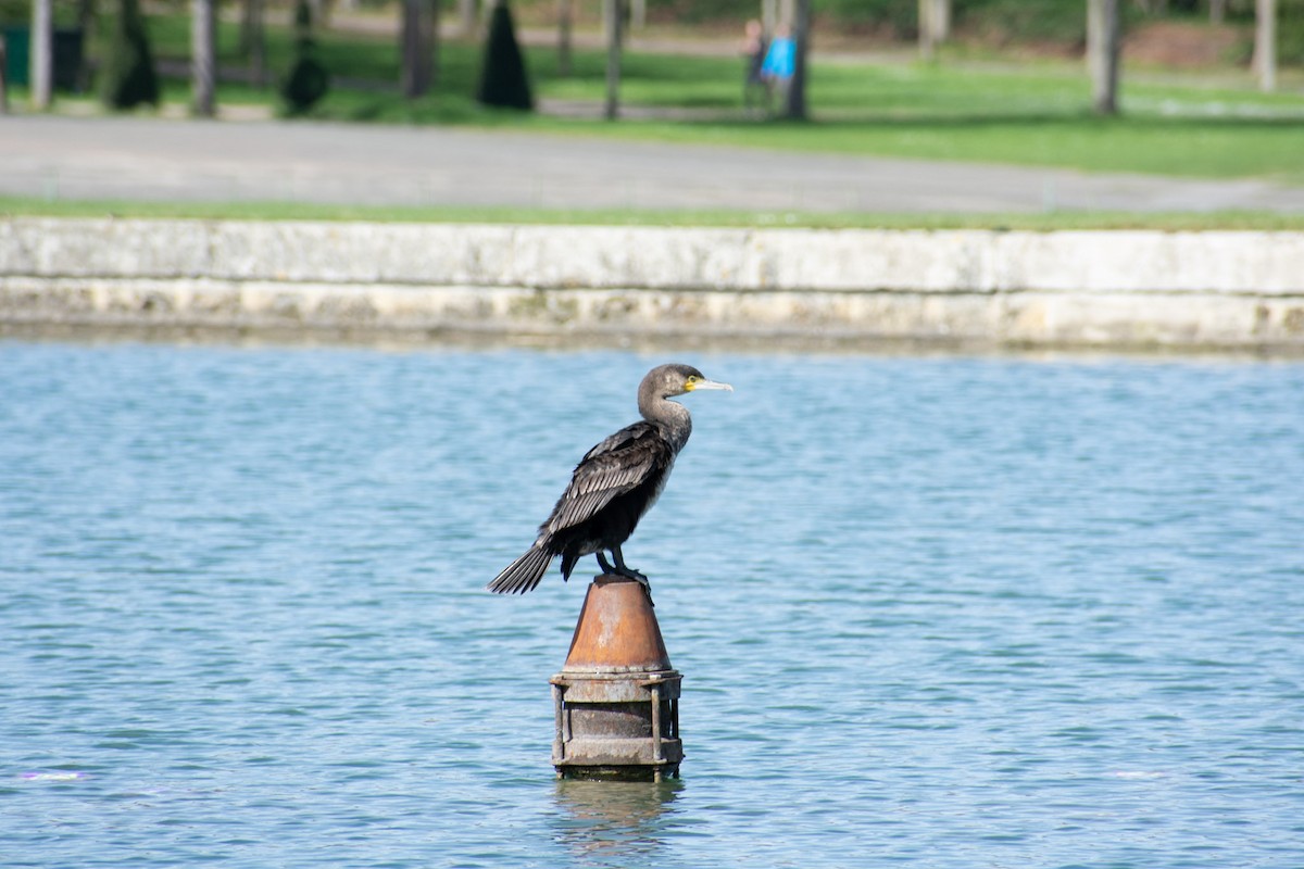 Great Cormorant - ML613910710