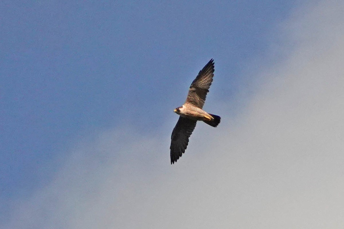 Peregrine Falcon - ML613910718