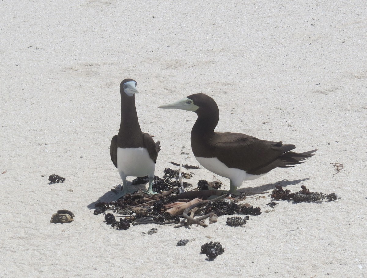 Brown Booby - ML613910723